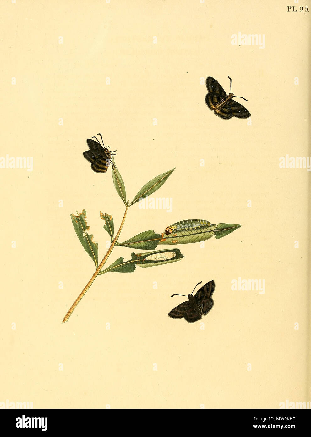 . Illustration of: unidentified butterfly, described as Papilio tetrastigma . circa 1850. Jan Sepp (1778 - 1853) 552 Sepp-Surinaamsche vlinders - pl 095 plate descr as Papilio tetrastigma Stock Photo