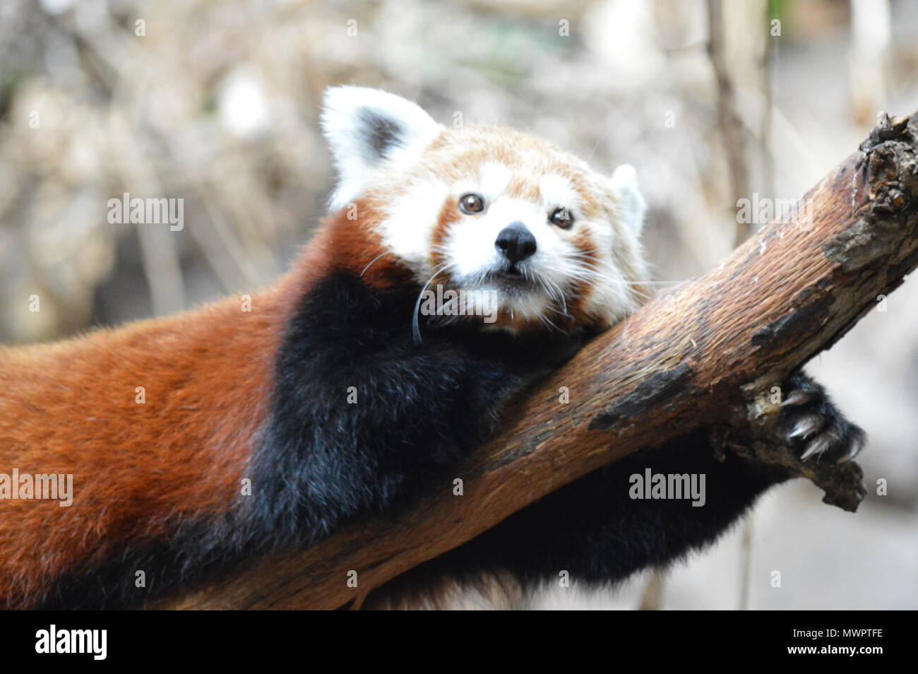 Red panda laying on a tree branch Stock Photo - Alamy