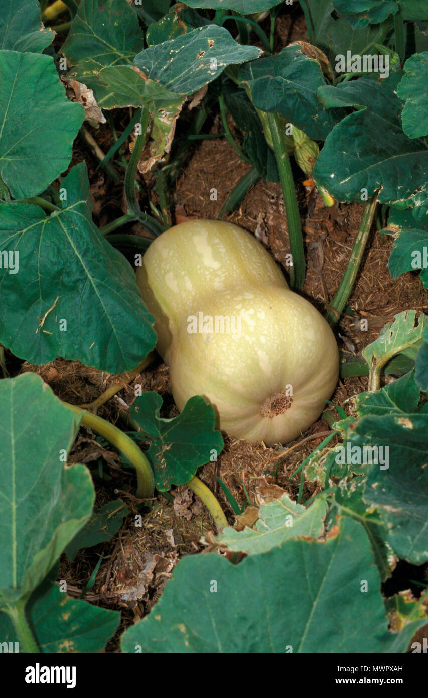 BUTTERNUT PUMPKIN PLANT WITH UNHEALTHY FOLIAGE Stock Photo