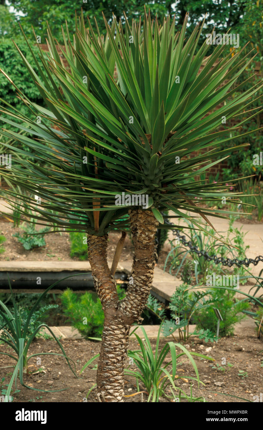 YUCCA ALOIFOLIA ( Y. YUCATANA) SPANISH BAYONET Stock Photo