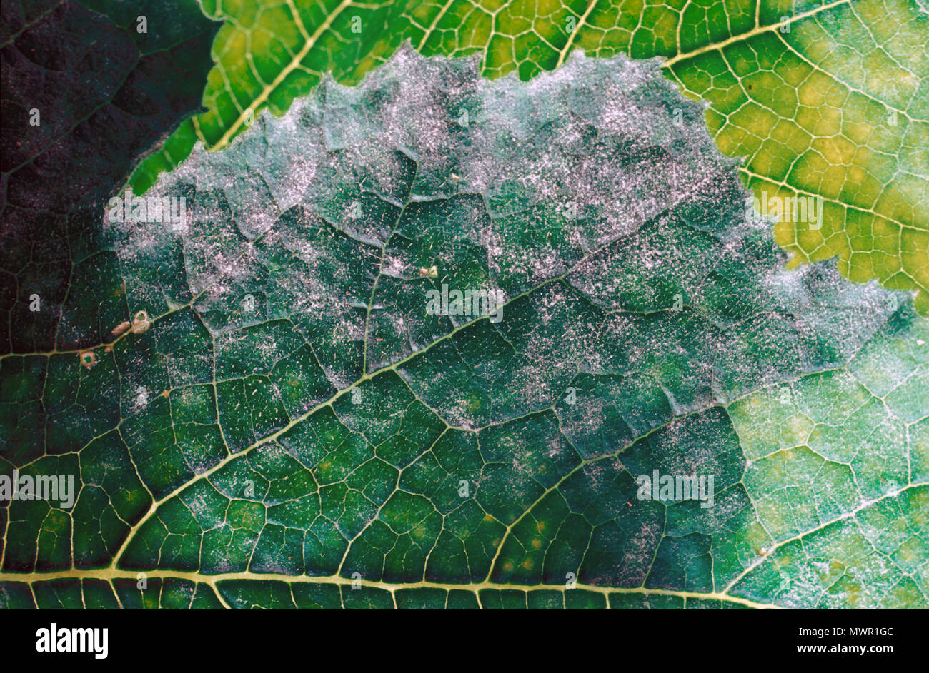 POWDERY MILDEW ON CUCURBIT. Infected plants display white powdery spots on the leaves and stems