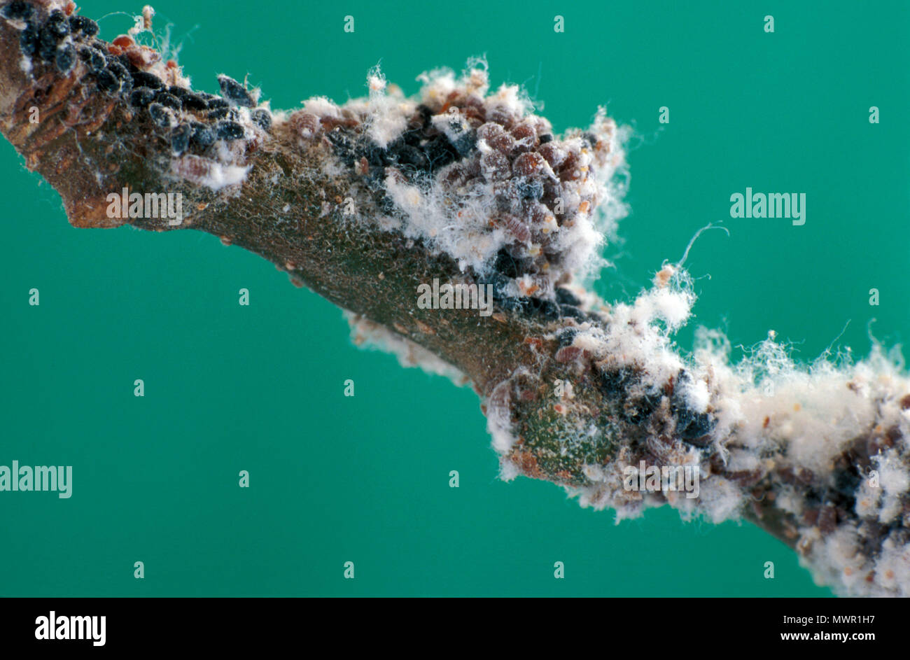 WOOLLY APHIDS ON BRANCH OF AN APPLE TREE (MALUS). are sucking insects that live on plant fluids and produce a filamentous waxy white covering. Stock Photo