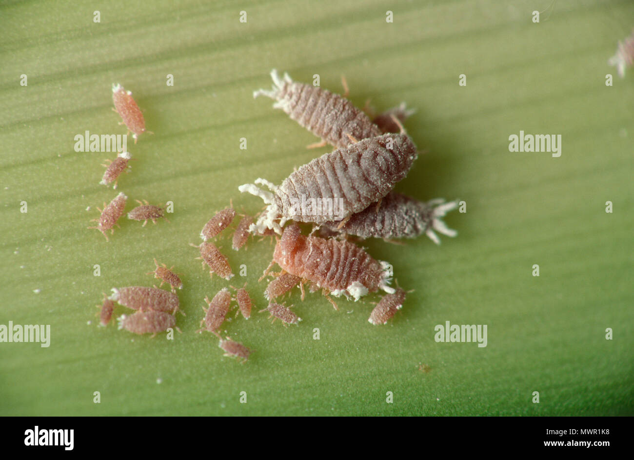 MEALYBUGS (HEMIPTERA) ON AGAPANTHUS Stock Photo