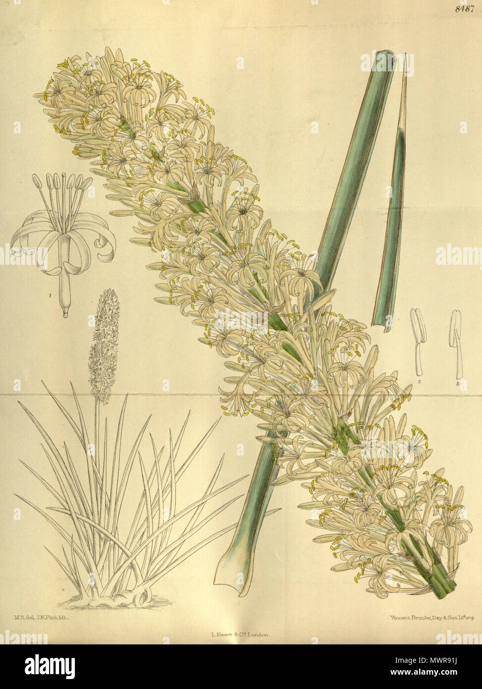 . Sansevieria aethiopica, Asparagaceae, Nolinoideae . 1913. M.S. del, J.N.Fitch, lith. 543 Sansevieria aethiopica 139-8487 Stock Photo