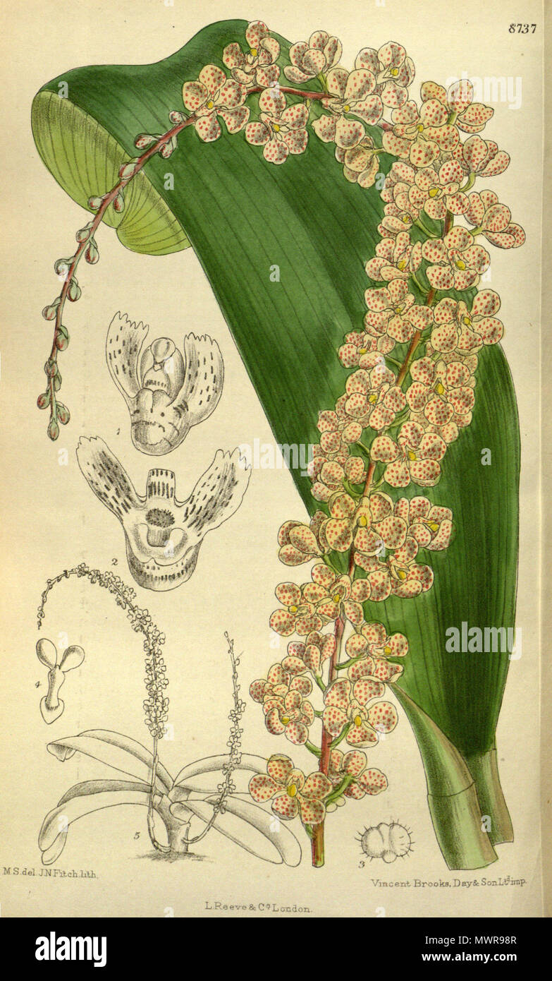 . Sarcochilus solomonensis (= Rhinerrhizopsis moorei), Orchidaceae . 1917. M.S. del., J.N.Fitch lith. 544 Sarcochilus solomonensis 143-8737 Stock Photo
