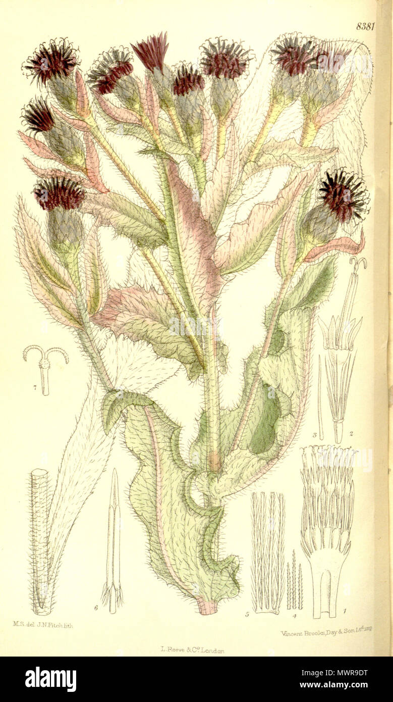 . Saussurea veitchiana, Asteraceae . 1911. M.S. del., J.N.Fitch lith. 545 Saussurea veitchiana 137-8381 Stock Photo