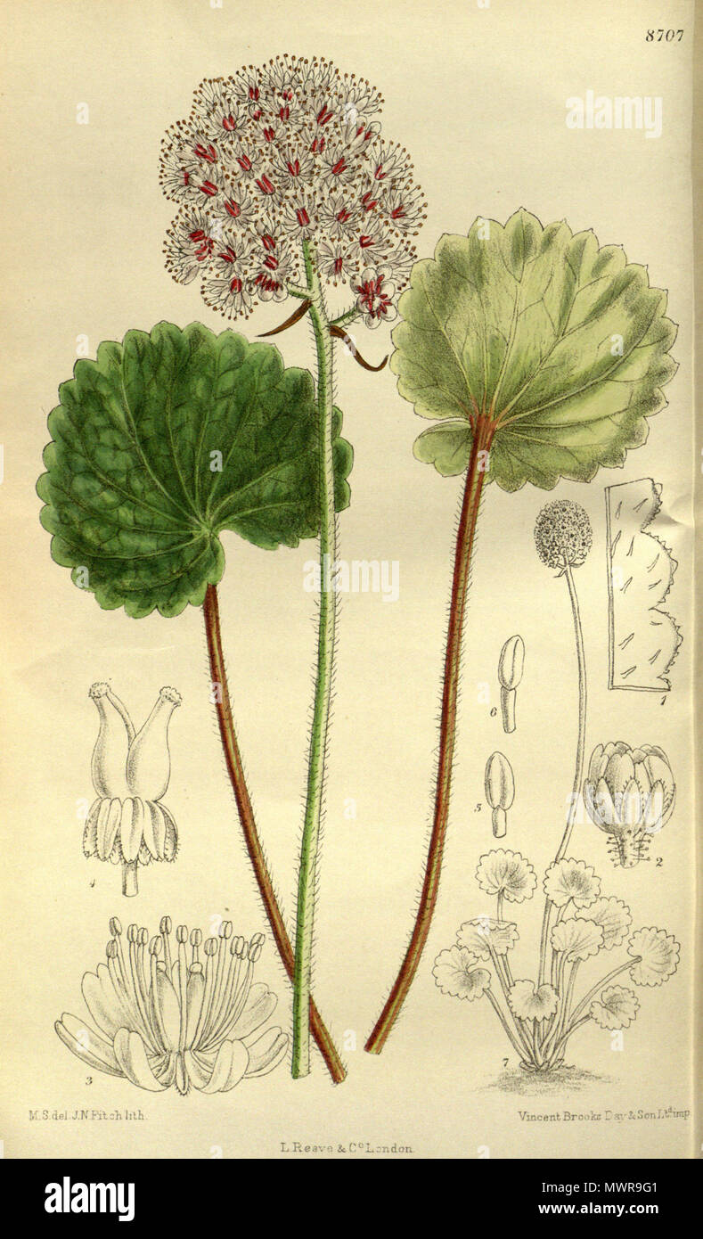 . Saxifraga manshuriensis (= Saxifraga manchuriensis), Saxifragaceae . 1917. M.S. del., J.N.Fitch lith. 545 Saxifraga manshuriensis 143-8707 Stock Photo