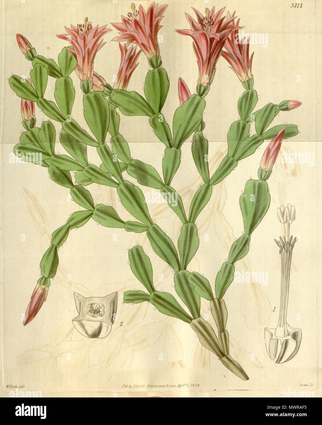 . Schlumbergera russelliana . 1839. Hooker 547 Schlumbergera russelliana (Epiphyllum russellianum) Bot. Mag. 66. 3717. 1839 Stock Photo