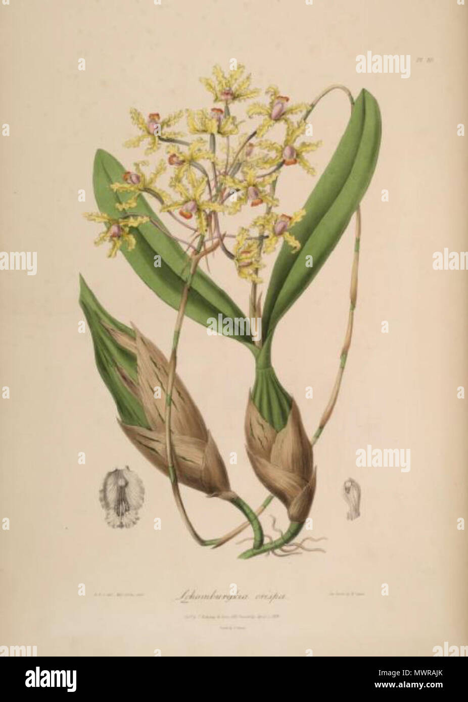 . Illustration of Schomburgkia crispa (syn. of Laelia marginata) . 1838. John Lindley (1799-1865) 548 Schomburgkia crispa - Sertum orch pl 10 Stock Photo