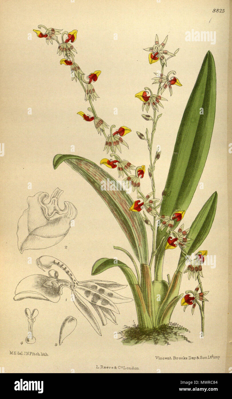 . Sigmatostalix costaricensis (= Oncidium poikilostalix), Orchidaceae . 1919. M.S. del., J.N.Fitch lith. 558 Sigmatostalix costaricensis 145-8825 Stock Photo