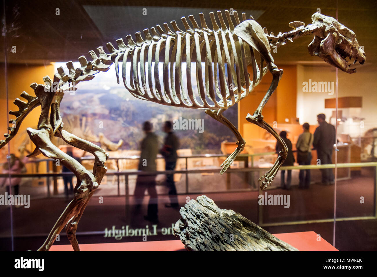 Washington DC,National Museum of Natural History,Hall of Dinosaurs,fossil,skeleton,bones,display sale science,nature,visitor,pre historic,extinct,exhi Stock Photo