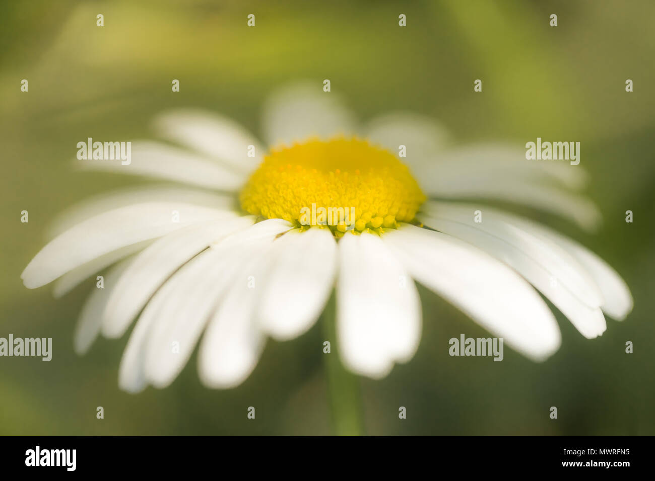 Up close and personal with the simple beauty of a Daisy. Stock Photo