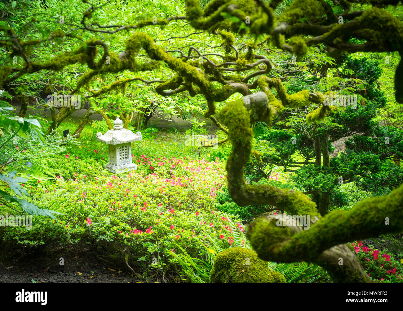 Moss covered branches, Japanese maples, and a Japanese stone lantern adorn the Japanese Garden at Butchart Gardens in summer.  Brentwood Bay, Canada. Stock Photo