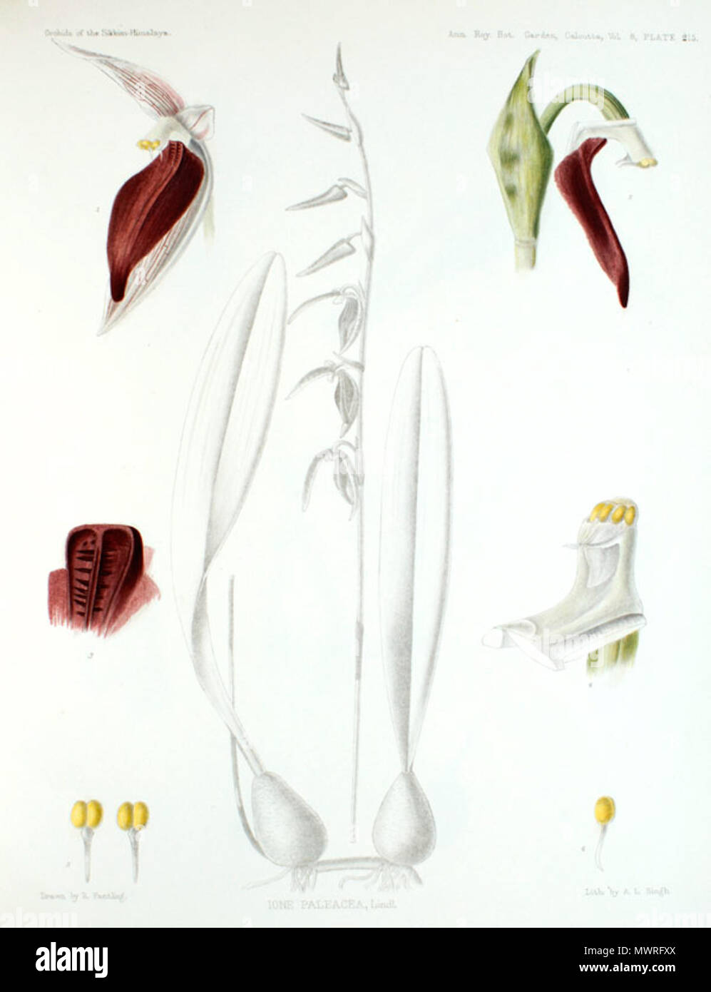 . Illustration of Sunipia cirrhata (as syn. Ione paleacea) . 1898. G. King and R. Pantling 581 Sunipia cirrhata (as Ione paleacea) - The Orchids of the Sikkim-Himalaya pl 215 (1898) Stock Photo