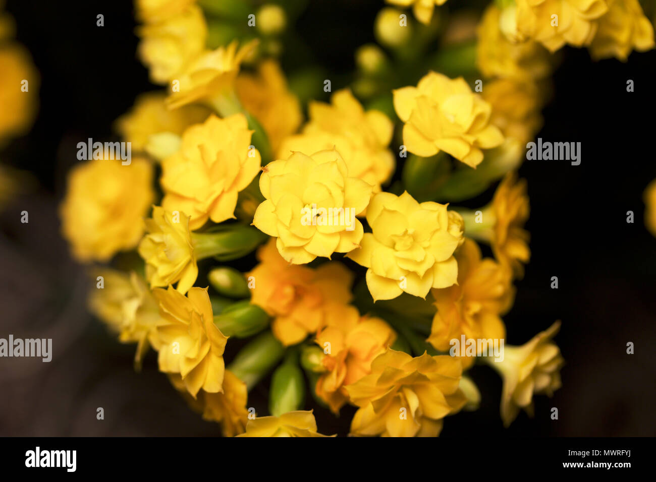 Macro view of yellow Calandiva (Kalanchoe) flowers with indoor lighting and dark background Stock Photo
