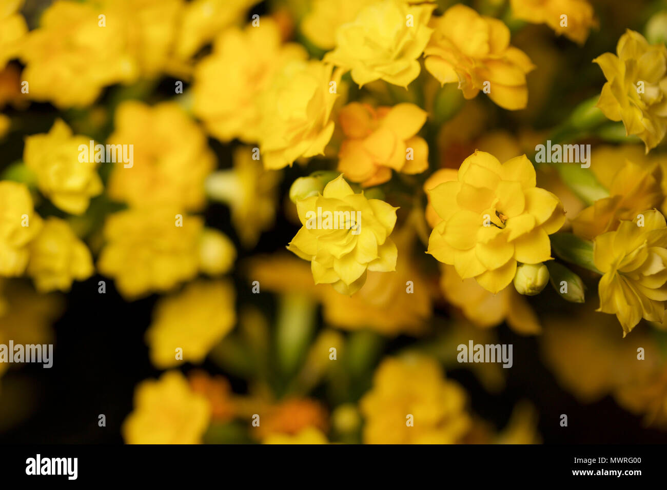 Macro view of yellow Calandiva (Kalanchoe) flowers with indoor lighting and dark background Stock Photo