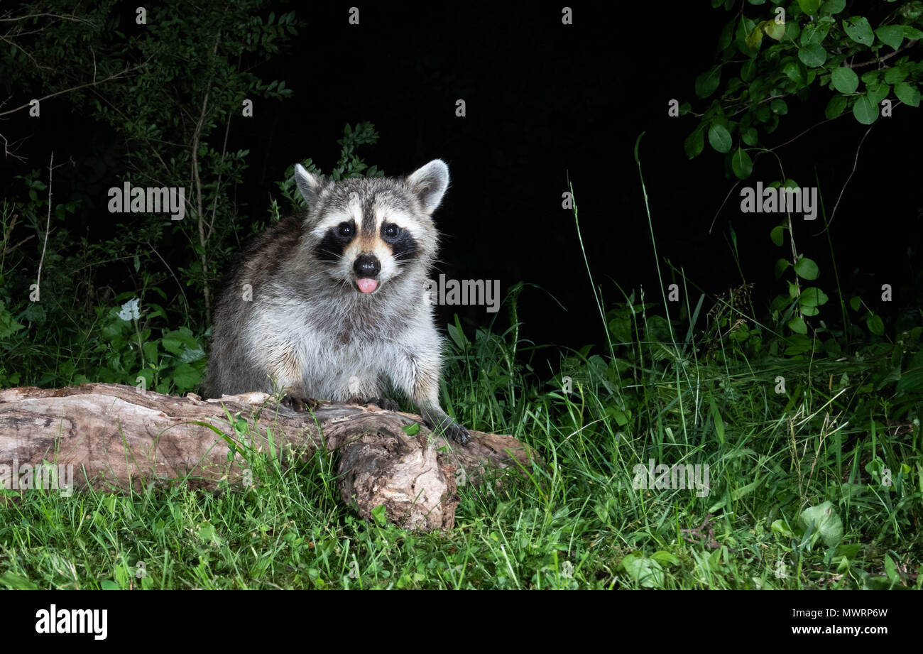 Raccoon at Night Stock Photo Alamy