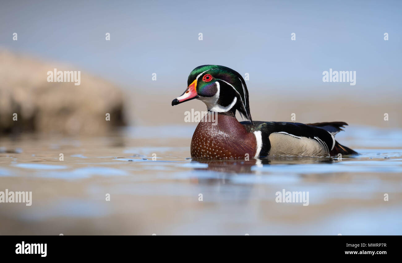 Duck Feet High Resolution Stock Photography and Images Alamy