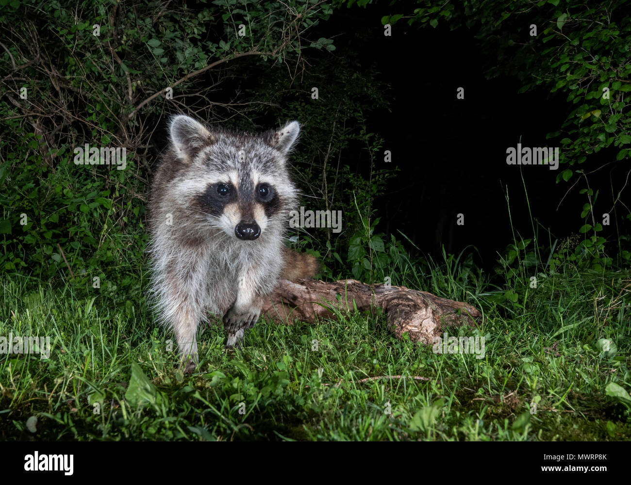 Raccoon At Night High Resolution Stock Photography and Images Alamy