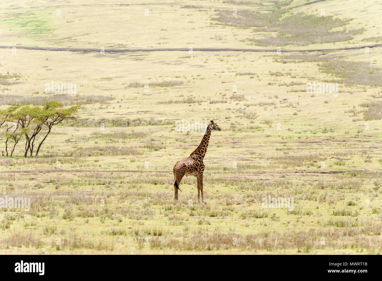 Giraffe eating in serengeti hi-res stock photography and images - Alamy