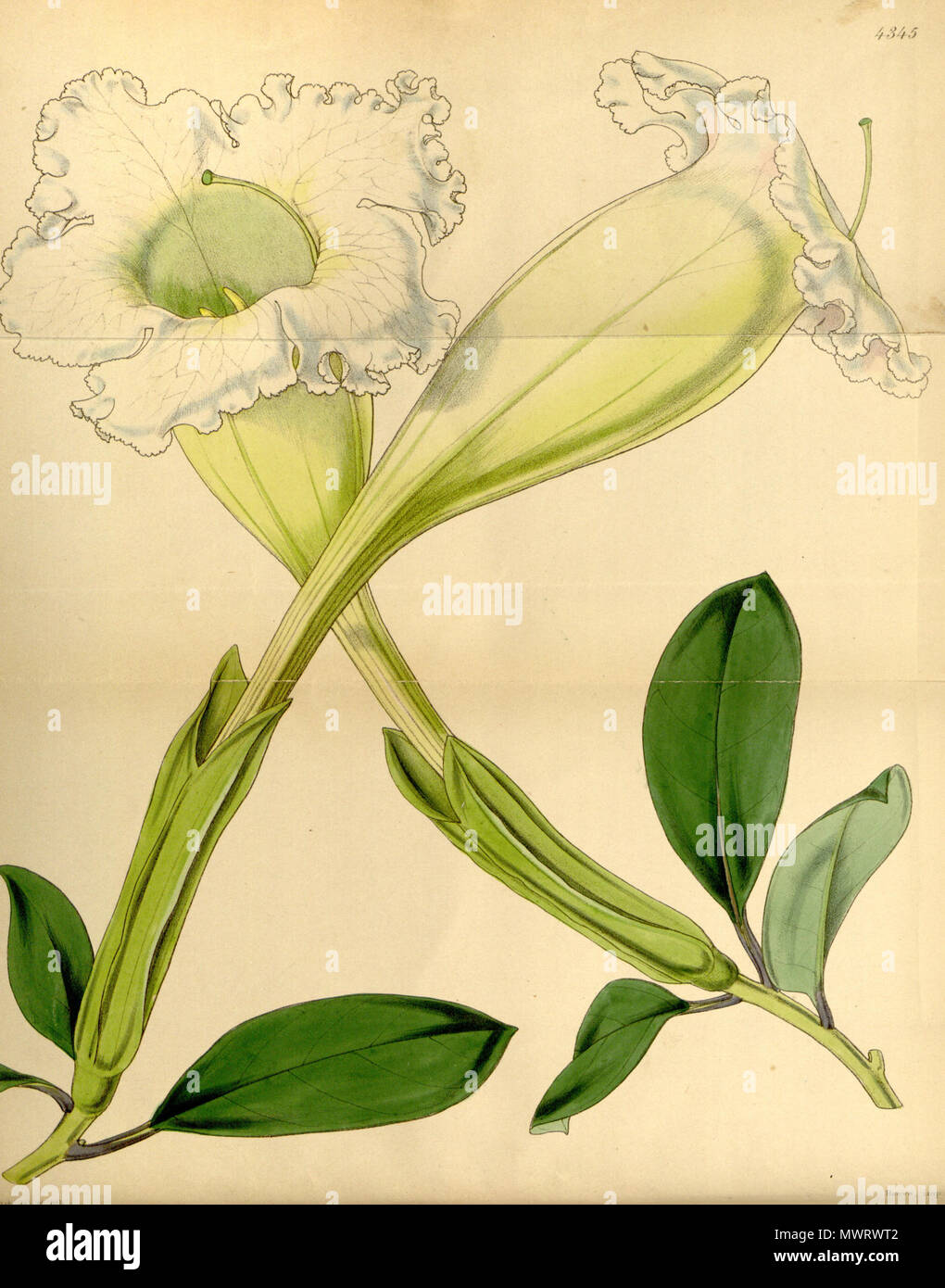 . Solandra longiflora . 1848. Curtis 566 Solandra longiflora (as S. laevis) Bot. Mag. 74.4345 Stock Photo