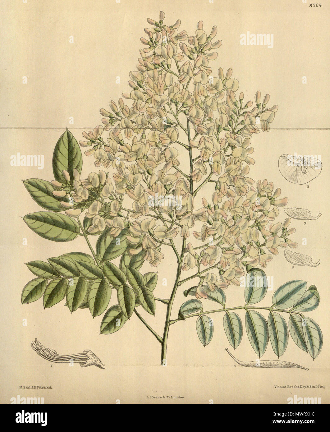 . Sophora japonica (= Styphnolobium japonicum), Fabaceae . 1918. M.S. del., J.N.Fitch lith. 568 Sophora japonica 144-8764 Stock Photo