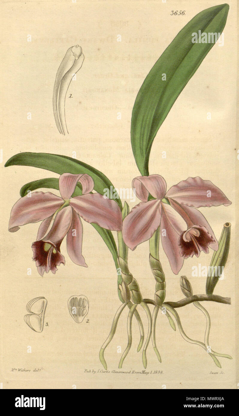 . Illustration of Sophronitis pumila (as syn. Cattleya pumila) . 1839. Mrs. Withers del. (Mrs. Augusta Innes Withers, 1793-1865), Swan sc. 568 Sophronitis pumila (as Cattleya pumila) - Curtis' 65 (N.S. 12) pl. 3656 (1839) Stock Photo