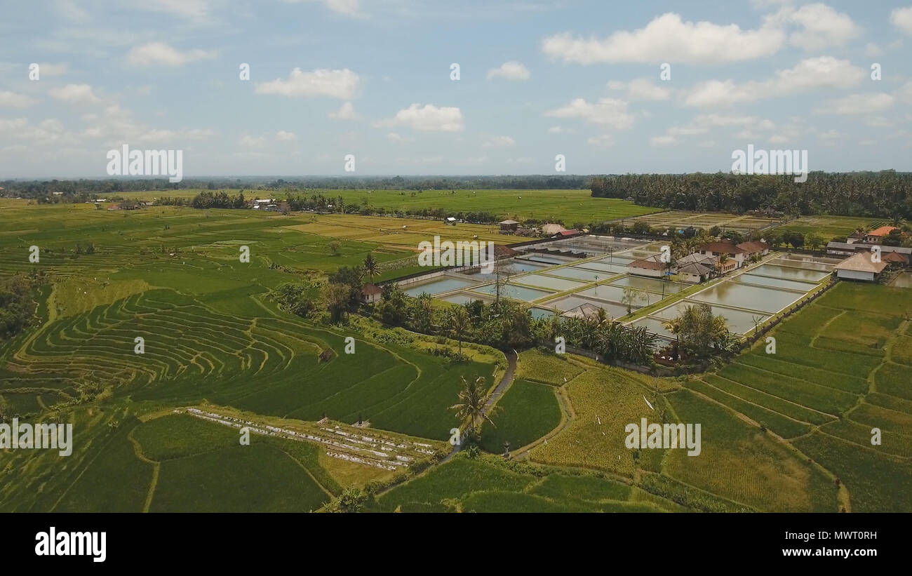 Terrace Land Rice Aerial view of rice terrace field, farmlands, Bali, Indonesia. Rice ...