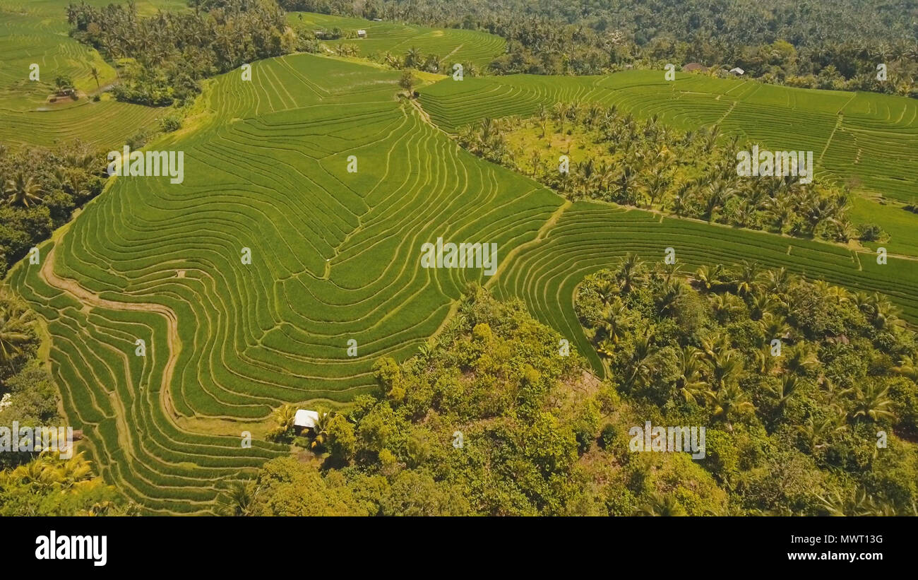 Terrace Land Rice Aerial view of rice terrace field, farmlands. Rice plantation,terrace ...