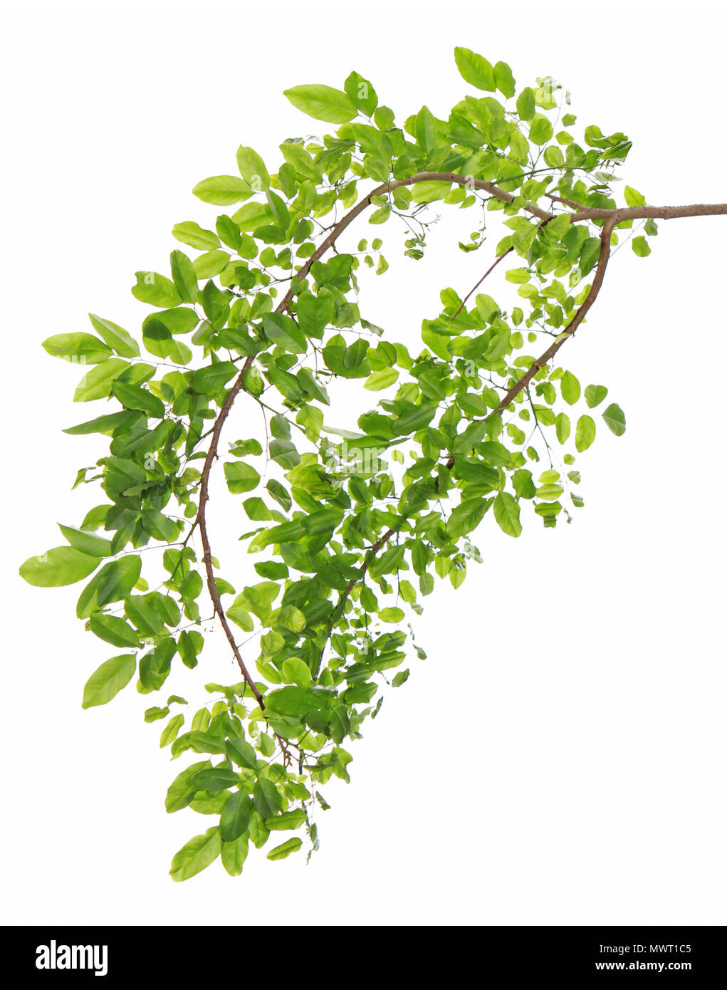 Green leaves background Stock Photo Alamy