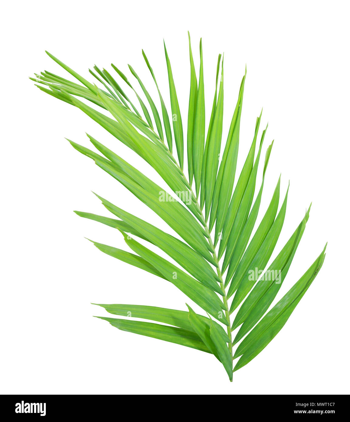 Green palm leaf isolated on white background Stock Photo - Alamy
