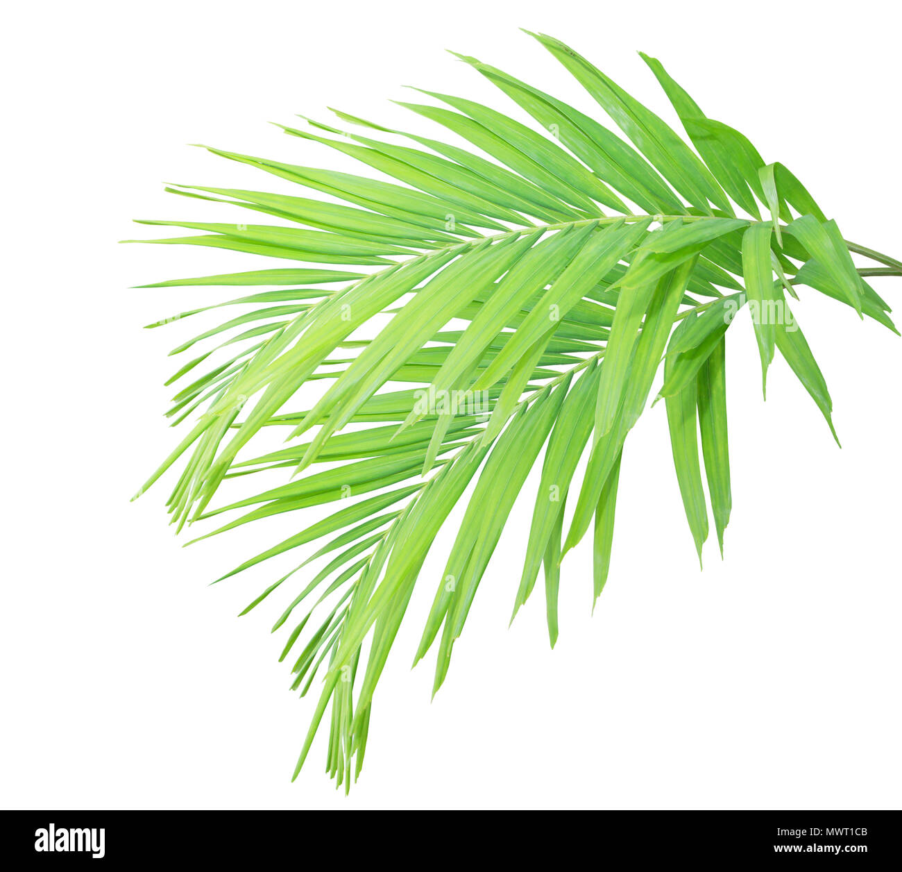 Green palm leaf isolated on white background Stock Photo - Alamy