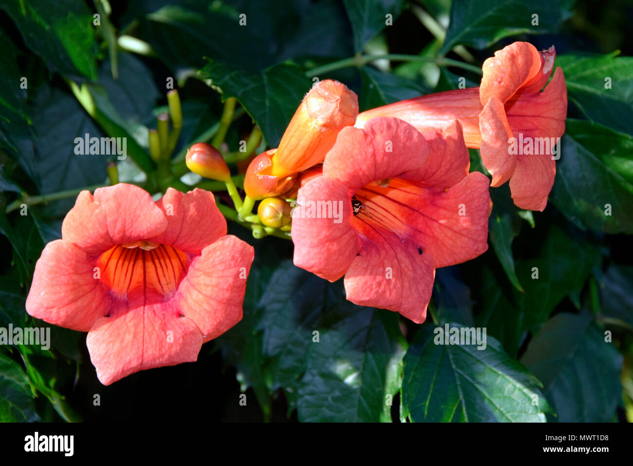 Open salmon red flowers and buds on a trumpet creeper Stock Photo