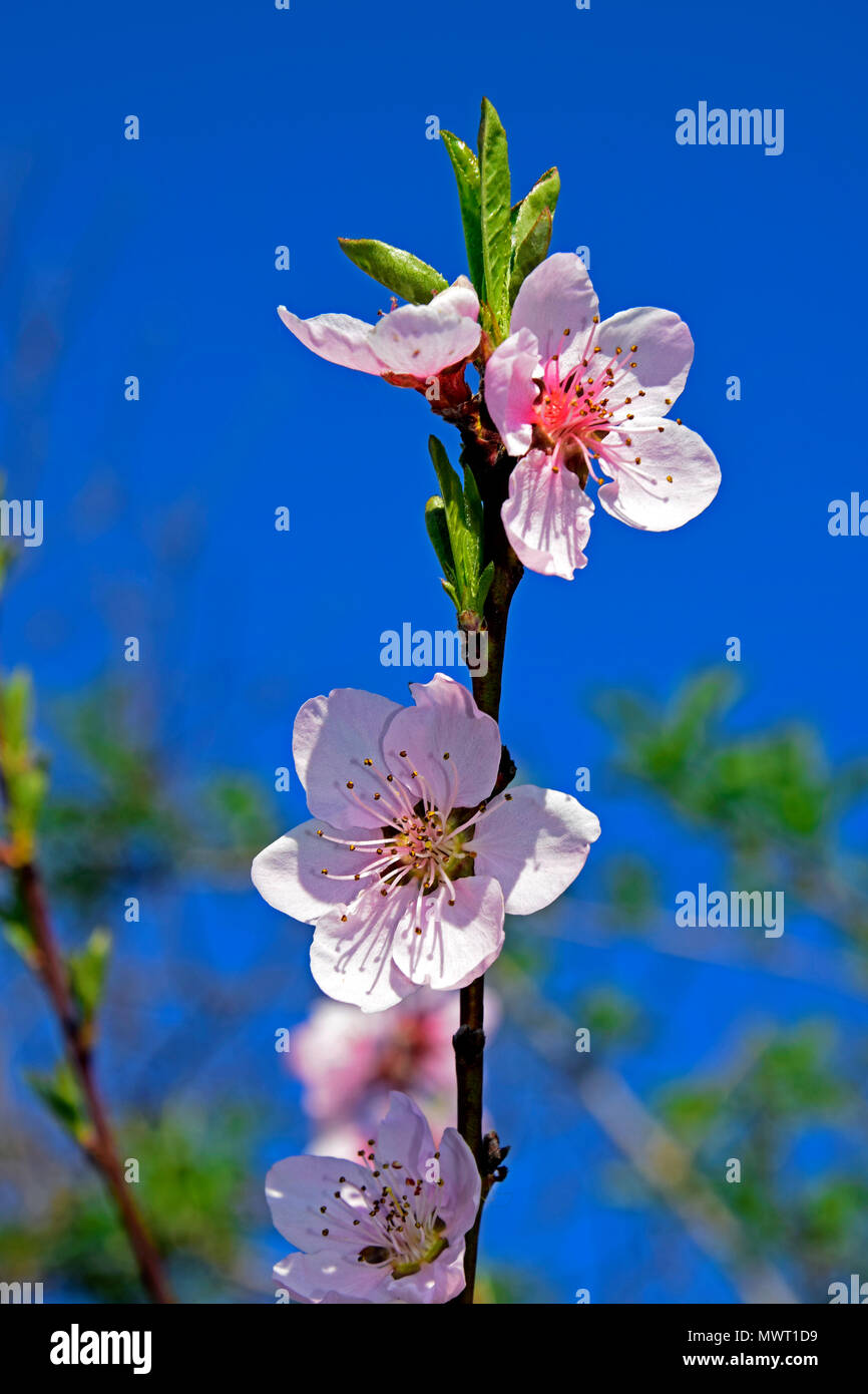 Pink splendor of peach blossoms on blue sky background in close-up view ...