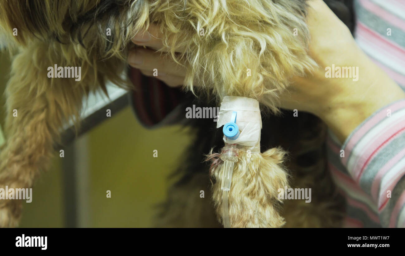 Dog with an intravenous infusion drip in a vet at the clinic. Dog with