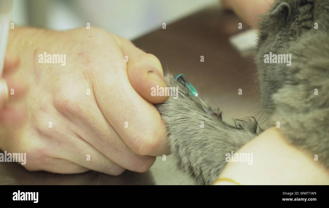 Procedure to take blood from jugular vein of a feline cat in veterinary