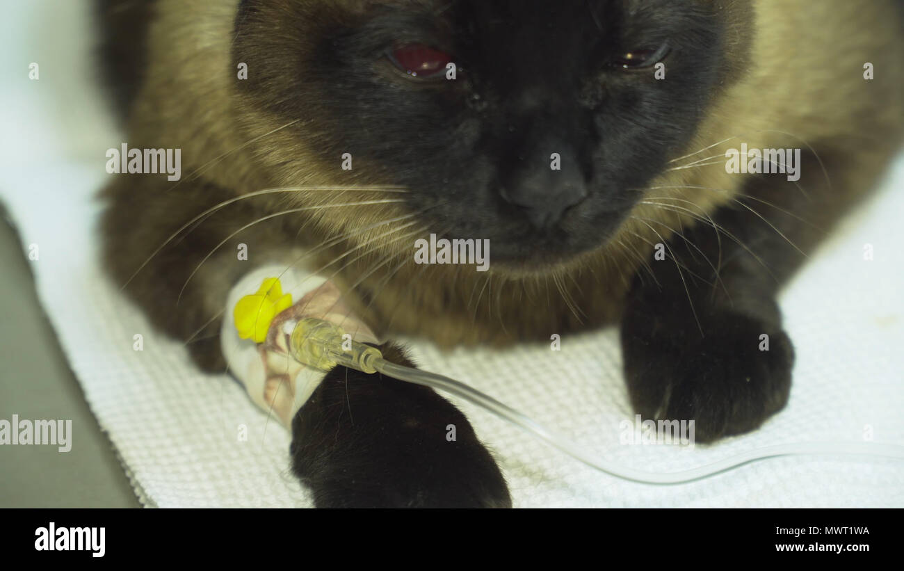 Cat with an intravenous infusion drip in a vet at the clinic. Cat with