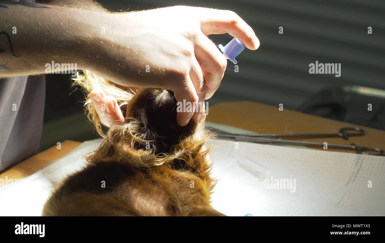 Veterinarian surgeon does an internal anesthetic for a dog in a