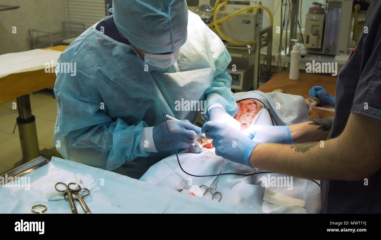 Veterinary surgeons make surgery for dog in the operating room of a