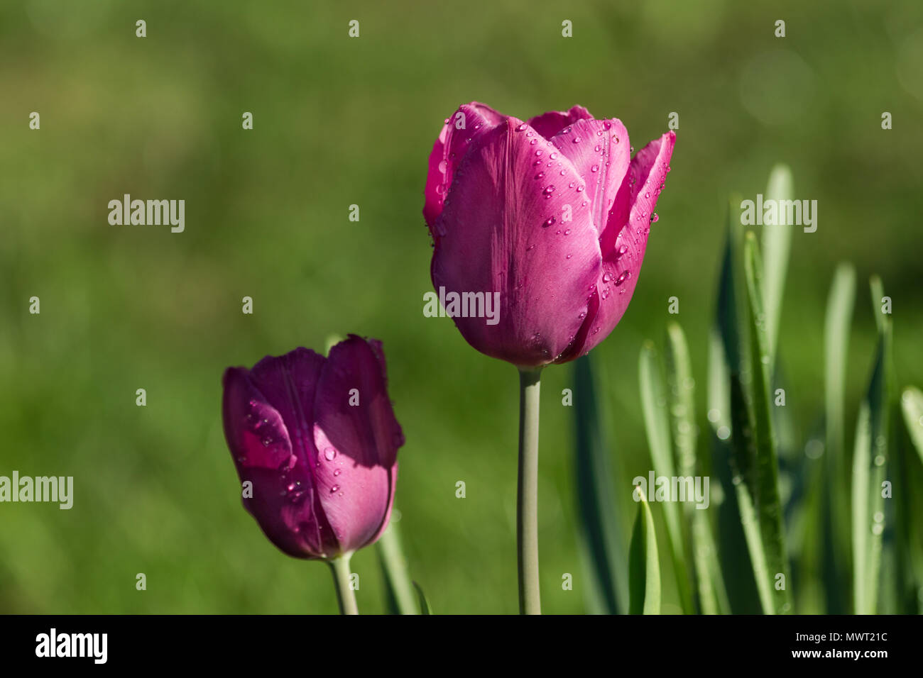 Two Pink Tulips after rain in the garden, water drops on the flowers Stock Photo