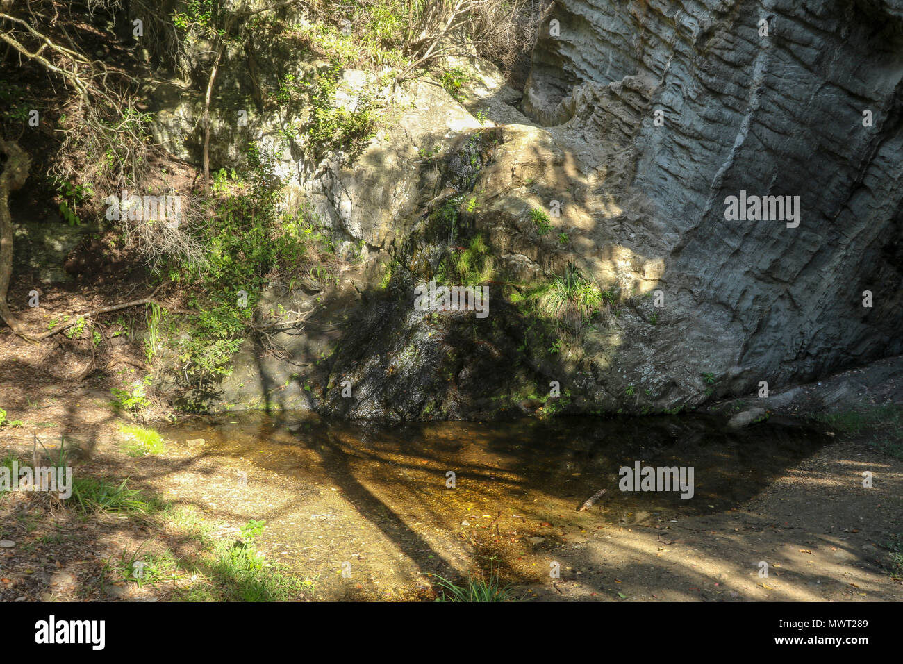 Shady spot in the Tsitsikamma, protected area, Garden Route, Cape, South Africa Stock Photo