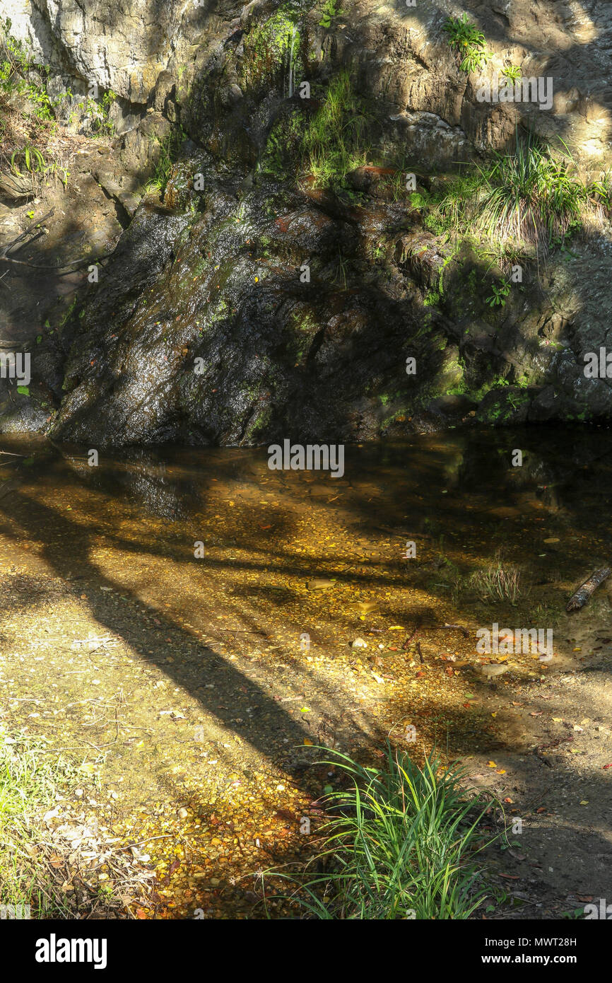 Shady spot in the Tsitsikamma, protected area, Garden Route, Cape, South Africa Stock Photo