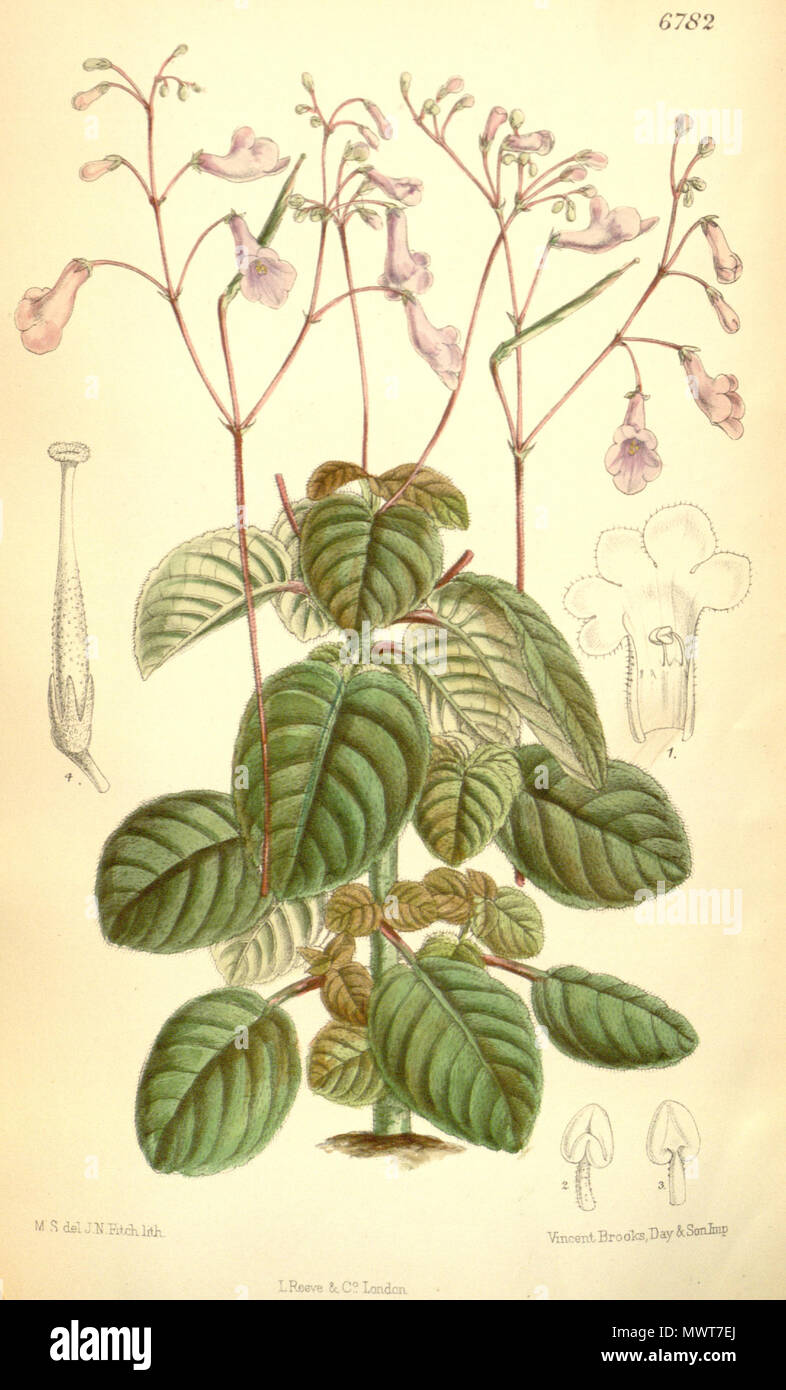 . English: Streptocarpus kirkii, Bot. Mag. 110: t. 6782. 1884. 18 November 2013, 17:39:16. Botanical Magazine 578 Streptocarpus kirkii Stock Photo