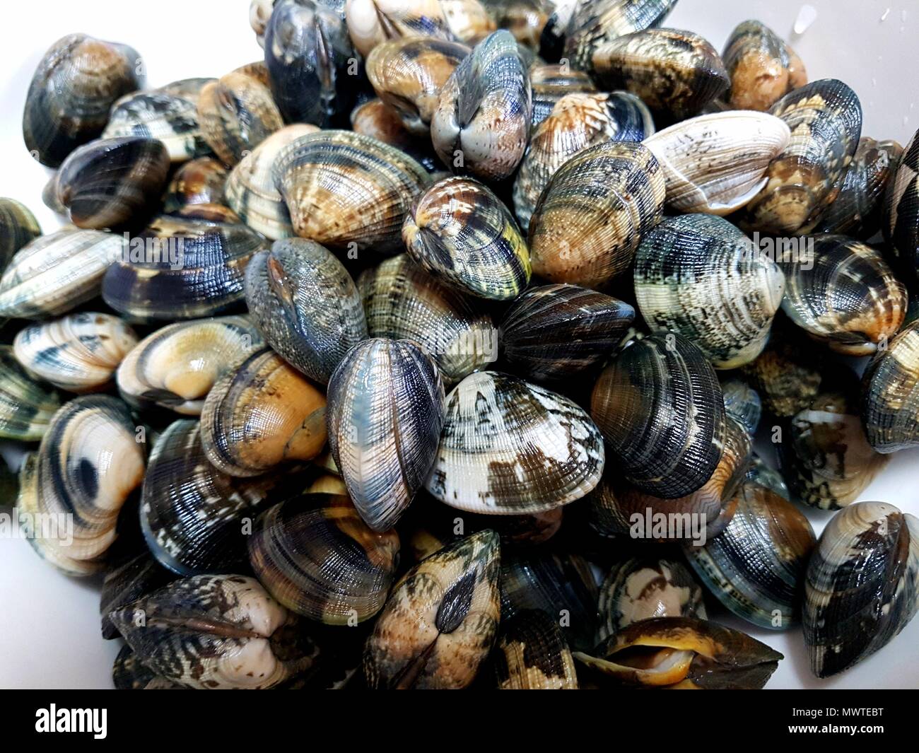 clams close up Stock Photo - Alamy