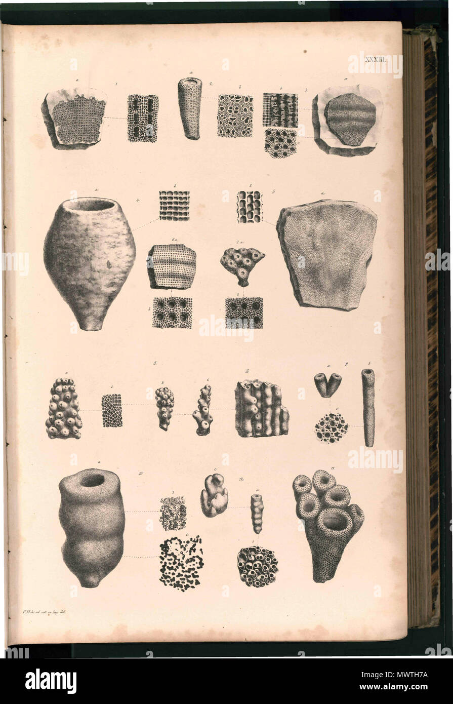 august goldfuss hires stock photography and images Alamy