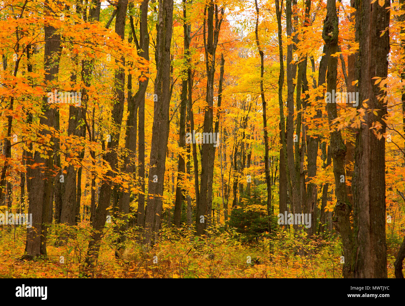 Sugar maple forest, Ottawa National Forest, Michigan Stock Photo Alamy