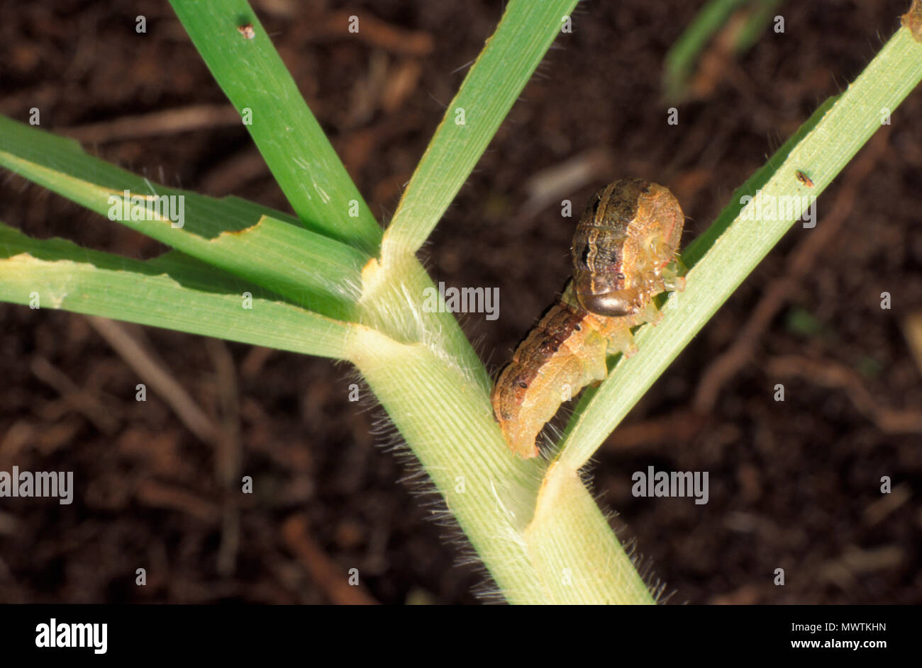 LAWN ARMYWORM (SPODOPTERA MAURITIA) ATTACKS GRASS AND SWEET CORN Stock Photo