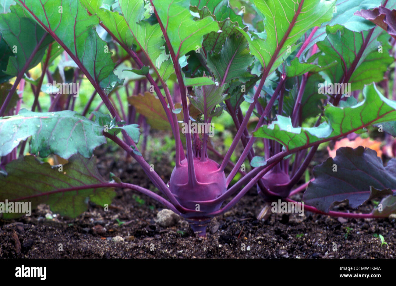 KOHL RABI 'EARLY PURPLE VIENNA' (BRASSICA OLERACEA) GONGYLODES GROUP. A LOW STOUT CULTIVAR OF CABBAGE Stock Photo