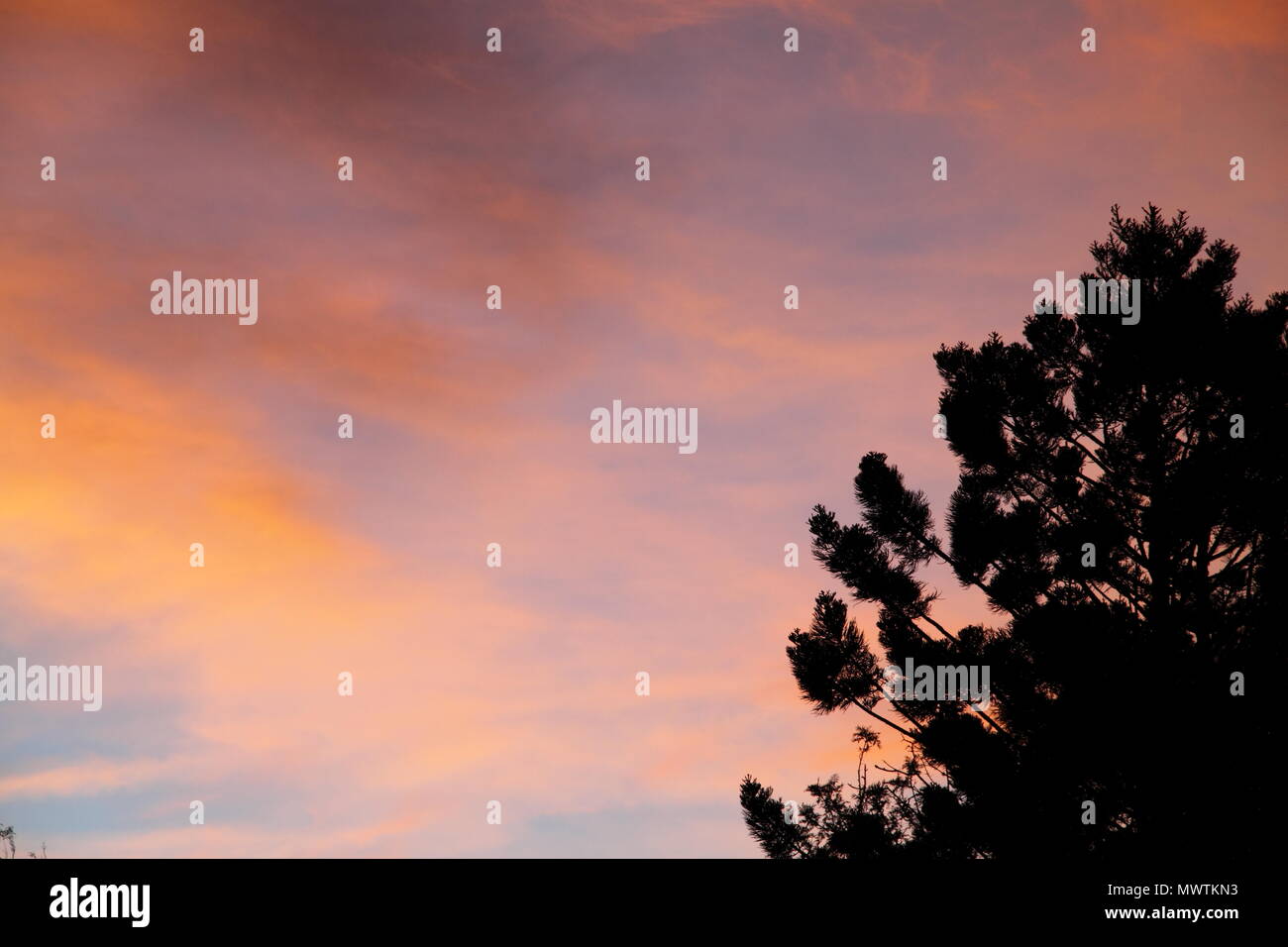 Norfolk Island Pine (Araucaria Heterophylla) during sunset Stock Photo