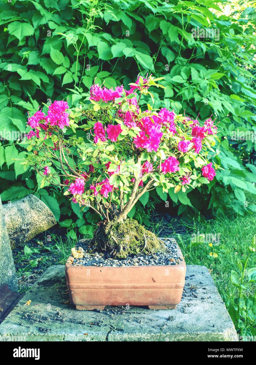 Pink azalea (Rhododendron) bonsai plant in the garden.  Pink flowering azalea bonsai tree in a pot in botanical garden Stock Photo